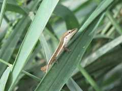Anolis pulchellus