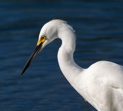 Egretta thula image