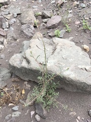 Descurainia pimpinellifolia