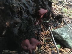 Tubaria punicea