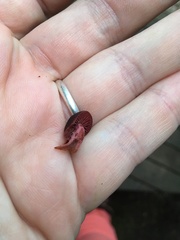 Tubaria punicea