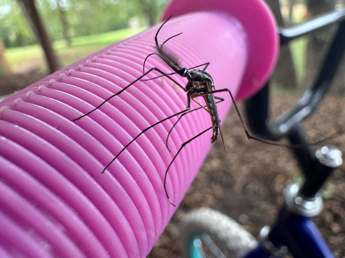Unknown species found near S Brandi Dr, Elkins, AR, US