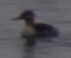 Mergus merganser