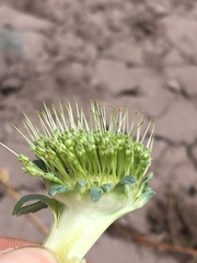 Gamocarpha scapigera