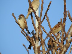 Passer domesticus
