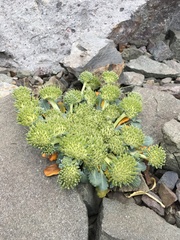 Gamocarpha scapigera