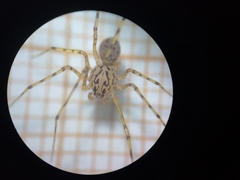 Scytodes thoracica