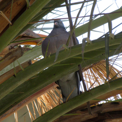 Columba palumbus