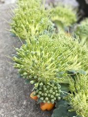 Gamocarpha scapigera