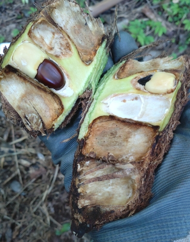 Afzelia xylocarpa (Afzelia xylocarpa)