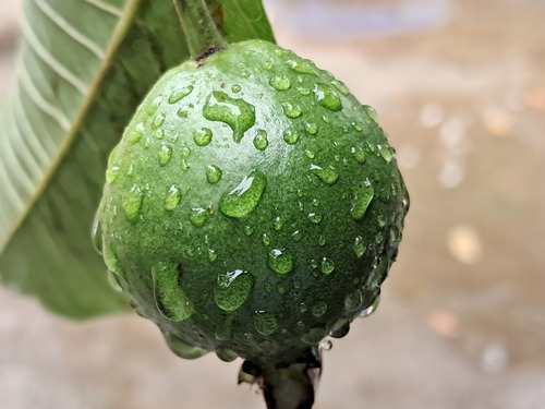 Common guava
