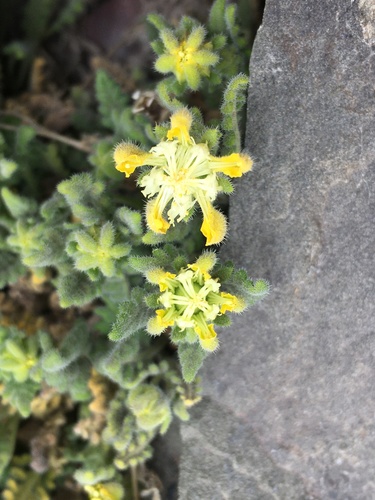 Loasa caespitosa (Loasa caespitosa)