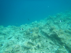 Hemitaurichthys zoster