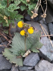 Calceolaria filicaulis