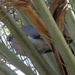 Columba palumbus