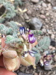 Astragalus vesiculosus