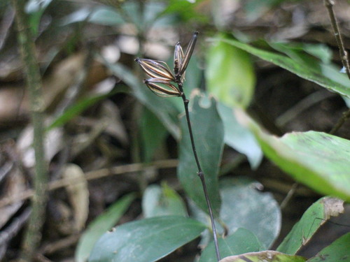 Lecanorchis trachycaula iNat (3)
