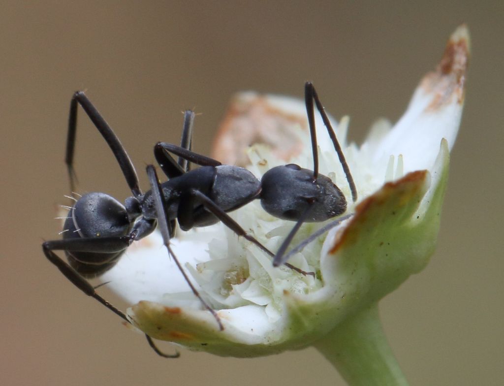 Eugenie's Long-legged Sugar Ant