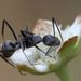 Eugenie's Long-legged Sugar Ant - Photo (c) Alan Manson, some rights reserved (CC BY), uploaded by Alan Manson