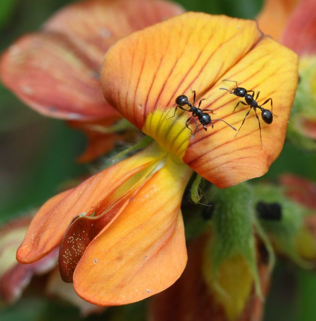 Monomorium paternum