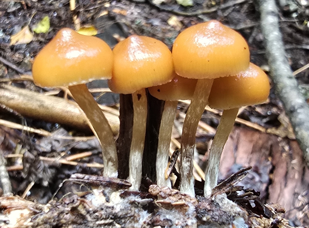 Pholiota aurantioflava