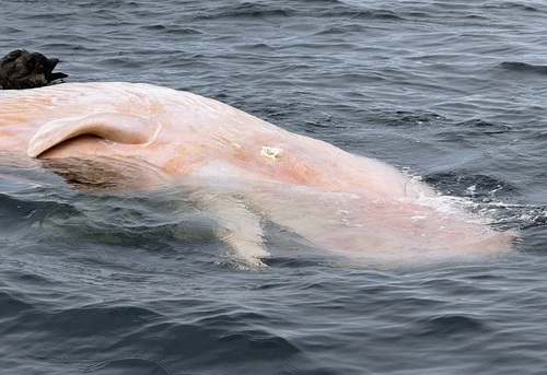 Sperm Whale, photo 6 of 10
