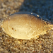 Sand Fleas - Photo (c) Ken-ichi Ueda, some rights reserved (CC BY), uploaded by Ken-ichi Ueda