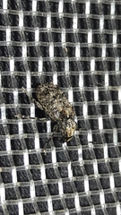 Anthribinae