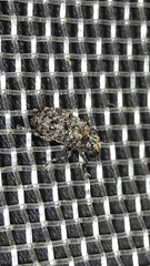 Anthribinae