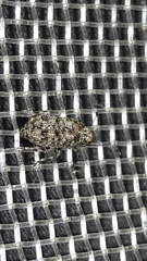 Anthribinae