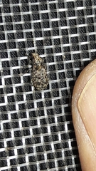 Anthribinae