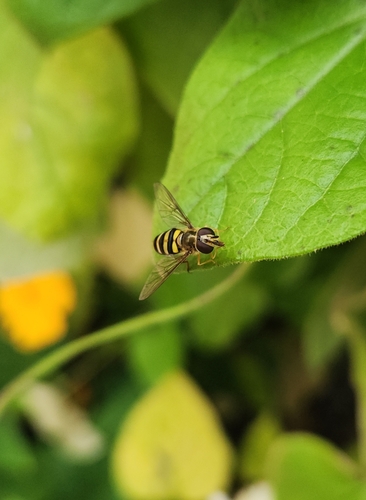 Unknown species found near Darien, IL, USA