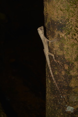 Uranoscodon superciliosus