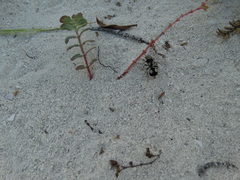 Dasymutilla araneoides
