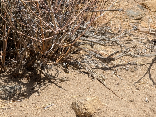 iNaturalist observation photo of Long-nosed Leopard Lizard