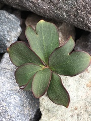 Knowltonia chilensis