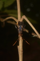 Spathophora biclavata