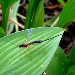 Rhyssella nitida