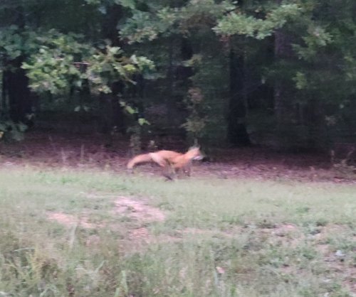 Red Fox