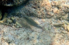 Parupeneus margaritatus