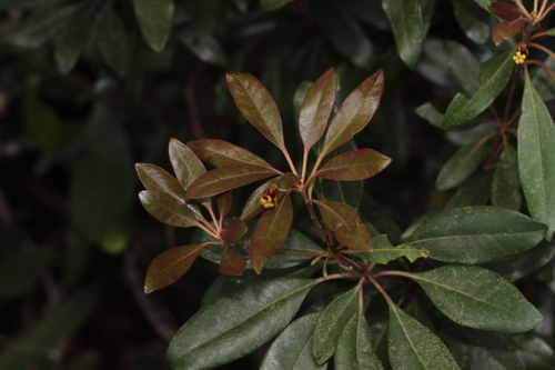 Pittosporum gracile observed 2025-09-12