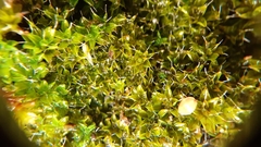 Syntrichia montana