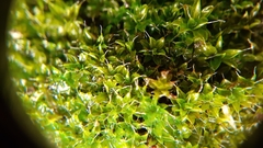 Syntrichia montana