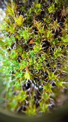 Syntrichia montana
