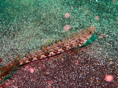 Red lizardfish (Synodus ulae) — Synodontidae — 4