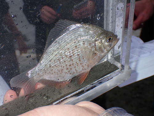 Calico surfperch (Amphistichus koelzi) — Embiotocidae — 5