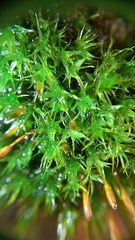 Ulota bruchii