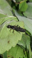 Merosargus