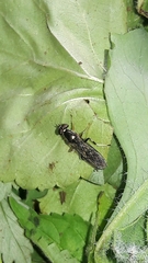 Merosargus