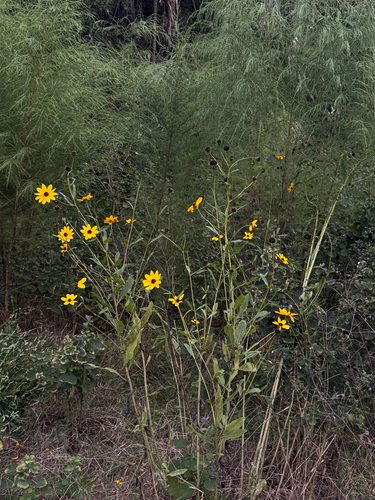 Helianthus agrestis, photograph 3